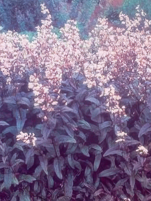 PENSTEMON HUSKERS RED
