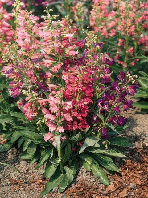 PENSTEMON RONDO MIX
