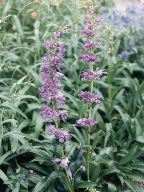 Penstemon strictus