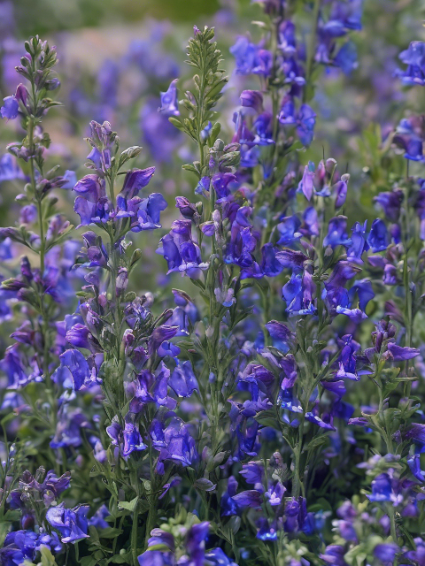 PENSTEMON TWIZZLE SERIES BLUE