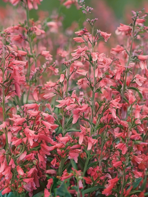 PENSTEMON TWIZZLE SERIES CORAL