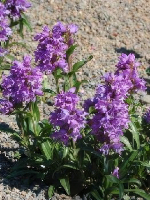Penstemon virgatus Blue Buckle