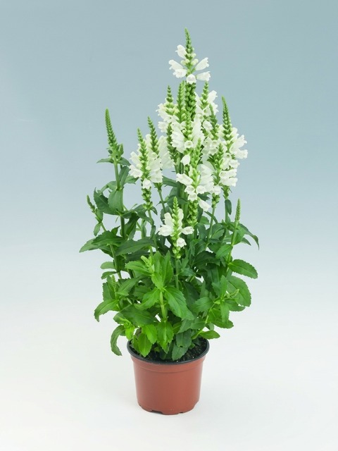 PHYSOSTEGIA CRYSTAL PEAK WHITE