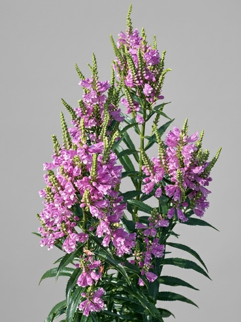 PHYSOSTEGIA VIVID