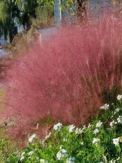 PINK CLOUD GRASS