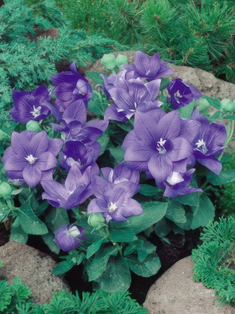 PLATYCODON ASTRA SINGLE BLUE