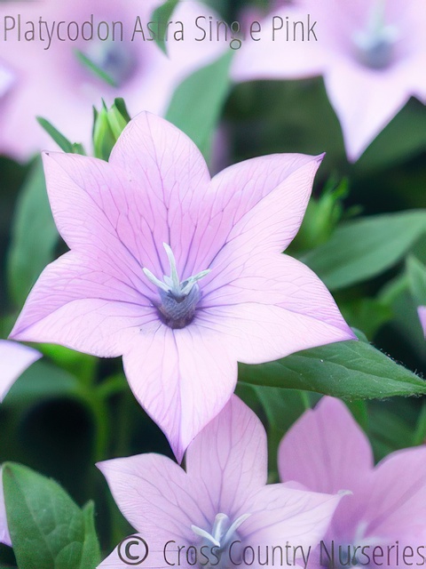 PLATYCODON ASTRA SINGLE PINK