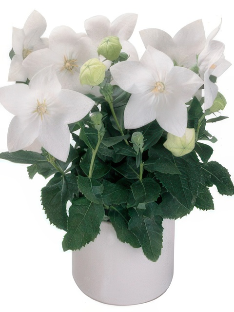 PLATYCODON ASTRA SINGLE WHITE