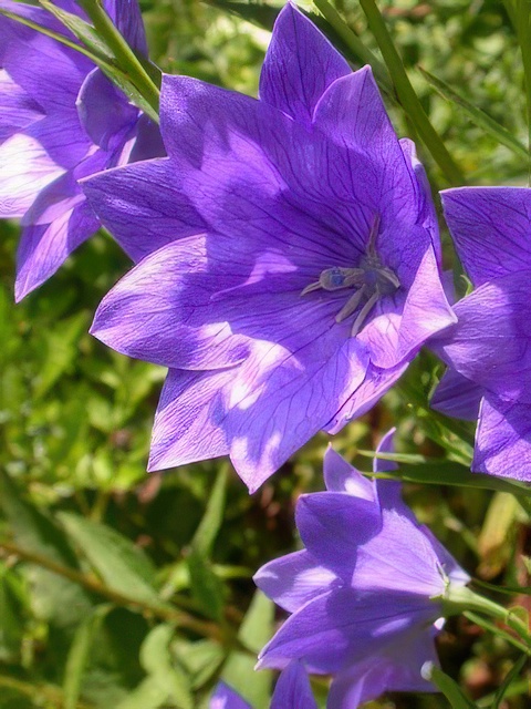 PLATYCODON DOUBLE BLUE