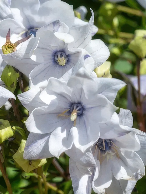 PLATYCODON DOUBLE WHITE