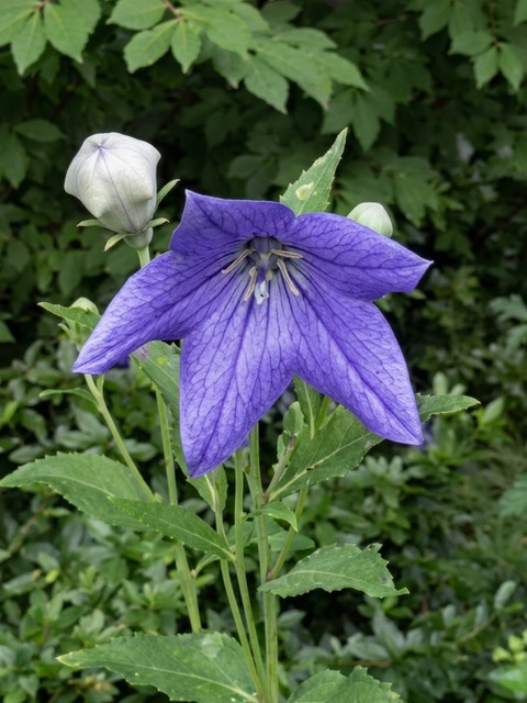 PLATYCODON FUJI BLUE