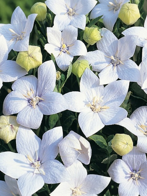 PLATYCODON FUJI WHITE