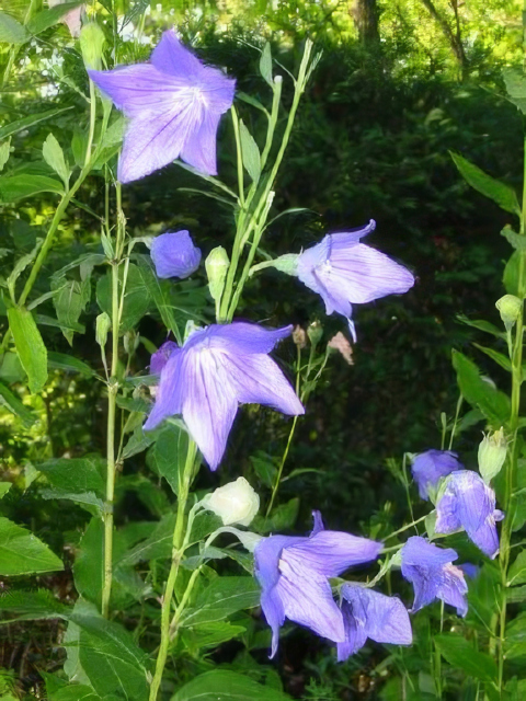 Platycodon grandiflorus Mariesii