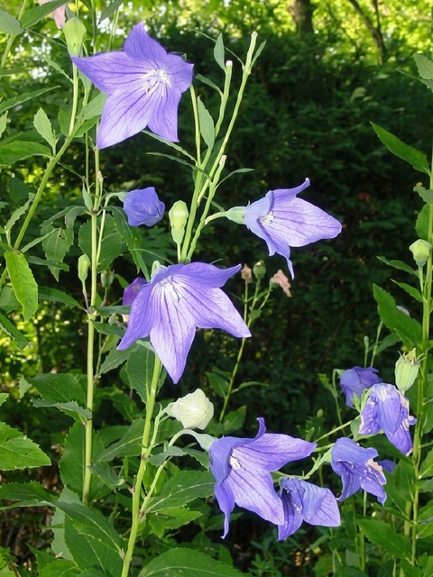 PLATYCODON MARIESII