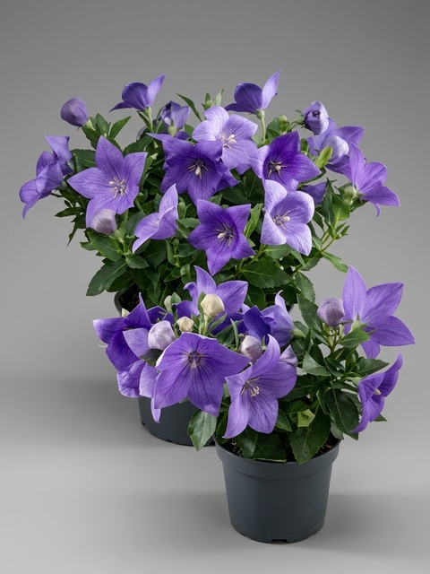 PLATYCODON SENTIMENTAL BLUE