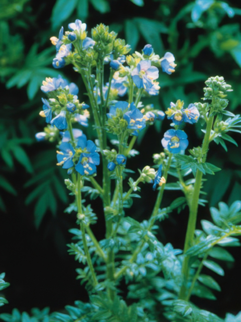 Polemonium caeruleum Blue Pearl
