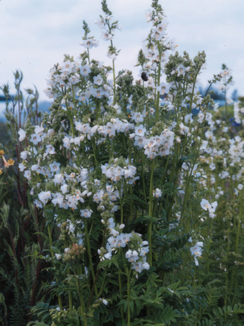 Polemonium caeruleum White Pearl