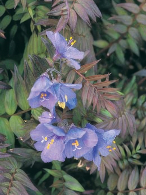 Polemonium yezoense Purple Rain