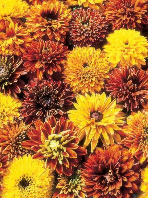 RUDBECKIA CHEROKEE SUNSET