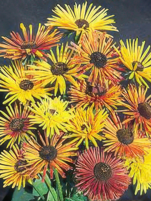 RUDBECKIA CHIM CHIMINEE