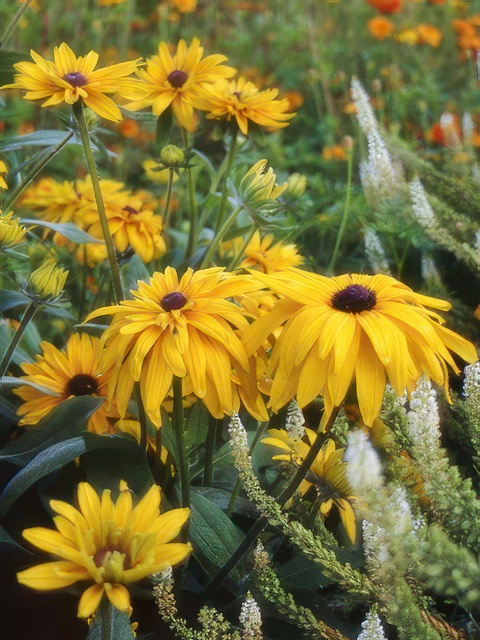 RUDBECKIA GLORIOSA DOUBLE DAISY