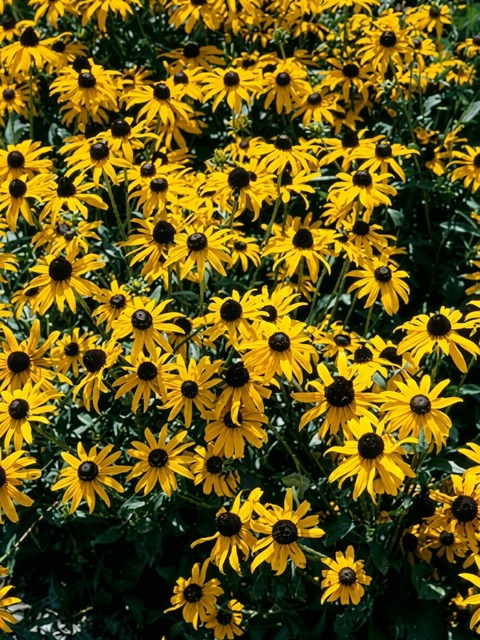 RUDBECKIA GOLDSTURM