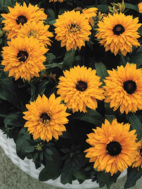 Rudbeckia hirta Goldilocks