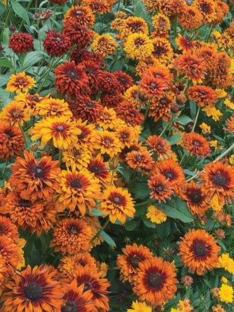 Rudbeckia hirta Moroccan Sun