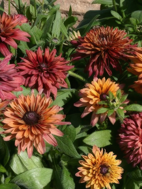 Rudbeckia hirta Sahara