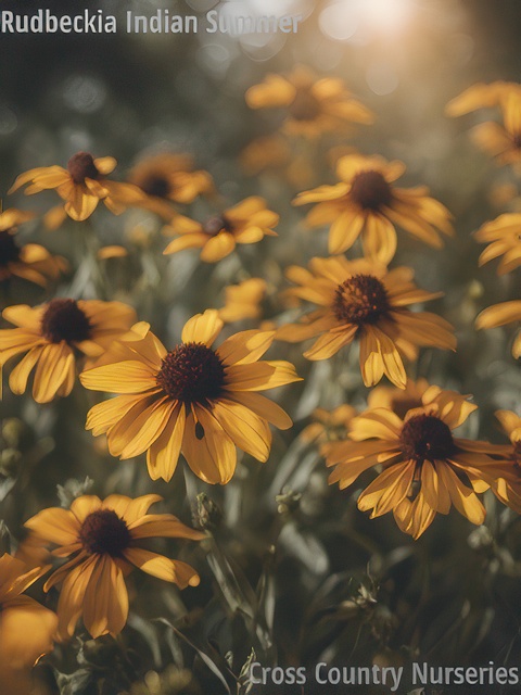 RUDBECKIA INDIAN SUMMER