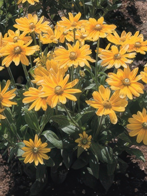 RUDBECKIA PRAIRIE SUN PL