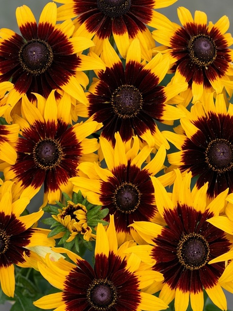RUDBECKIA SOLAR ECLIPSE
