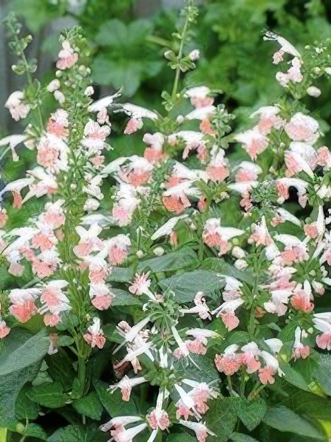 SALVIA HUMMINGBIRD CORAL