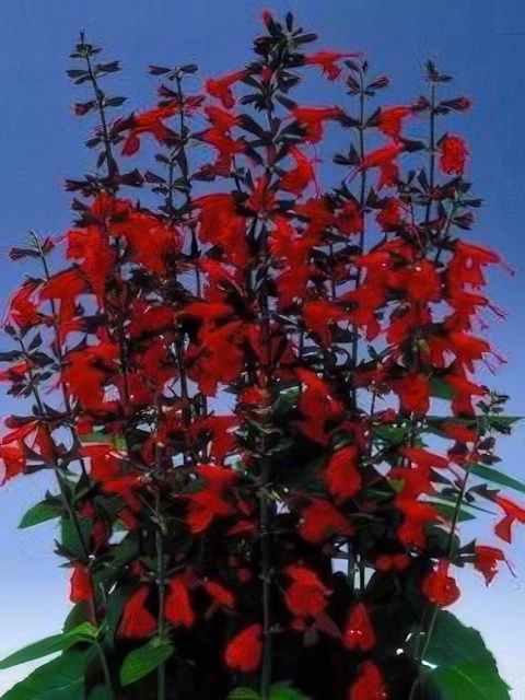 SALVIA HUMMINGBIRD FIRE
