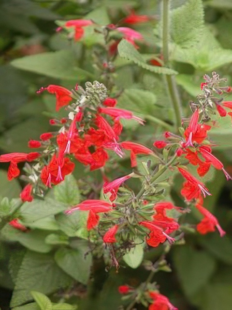 SALVIA HUMMINGBIRD RED