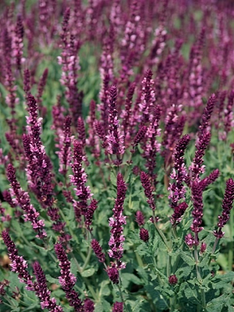 SALVIA ROSE QUEEN