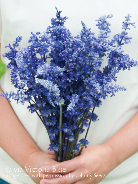 SALVIA VICTORIA BLUE