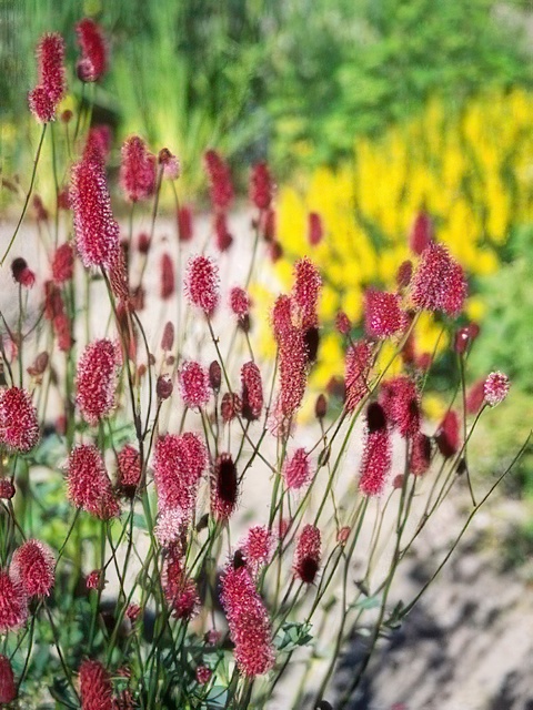 SANGUISORBA MENZIESII