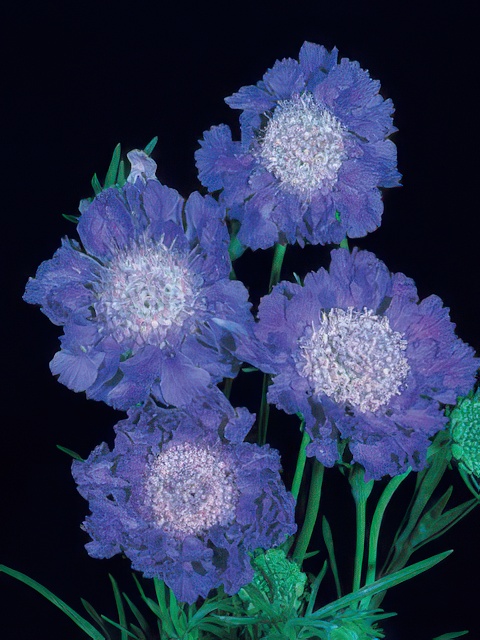 SCABIOSA FAMA DEEP BLUE