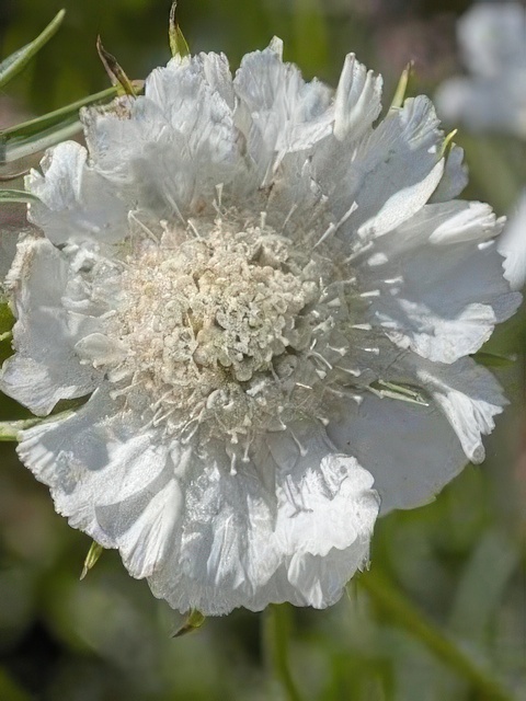 SCABIOSA FAMA WHITE