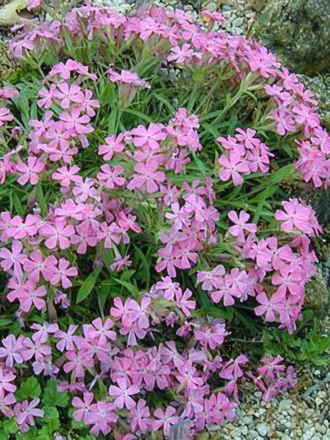 Silene caroliniana Hot Pink