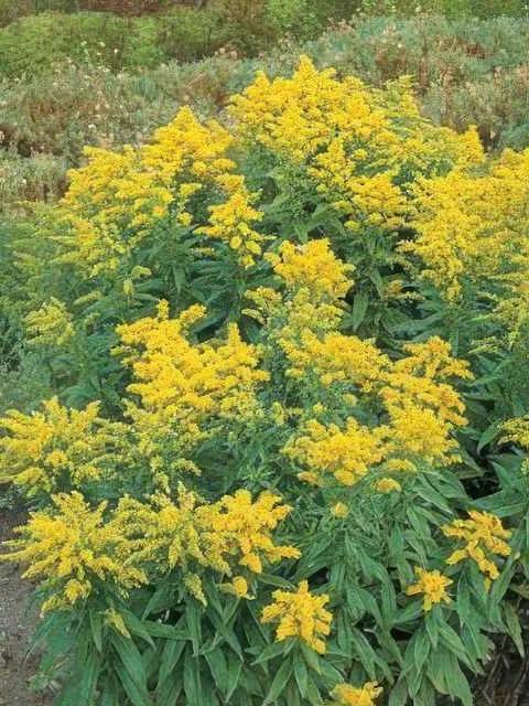 SOLIDAGO GOLDEN BABY