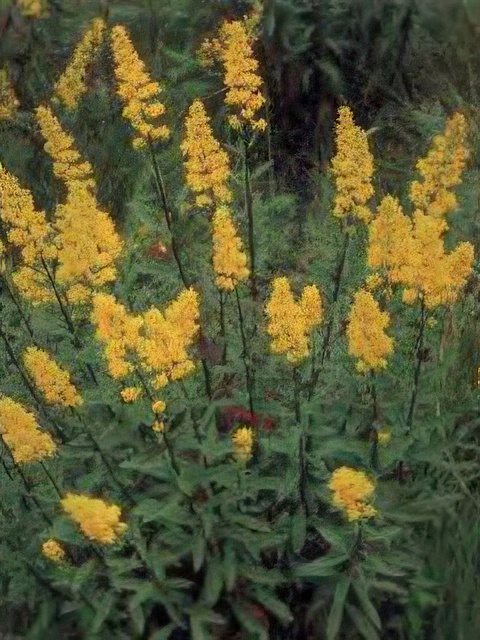 SOLIDAGO SPECIOSA