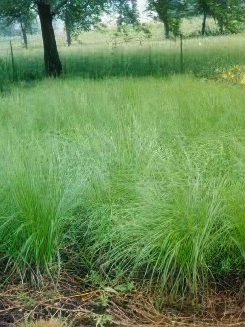 Sporobolus heterolepis