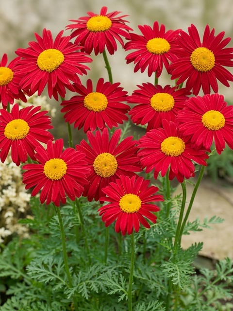 TANACETUM JAMES KELWAY