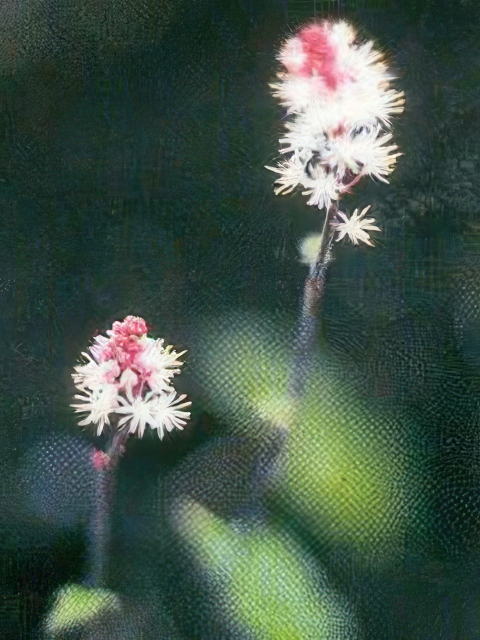 Tiarella wherryi