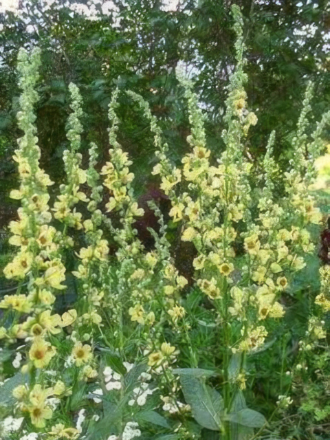Verbascum chaixii Sixteen Candles