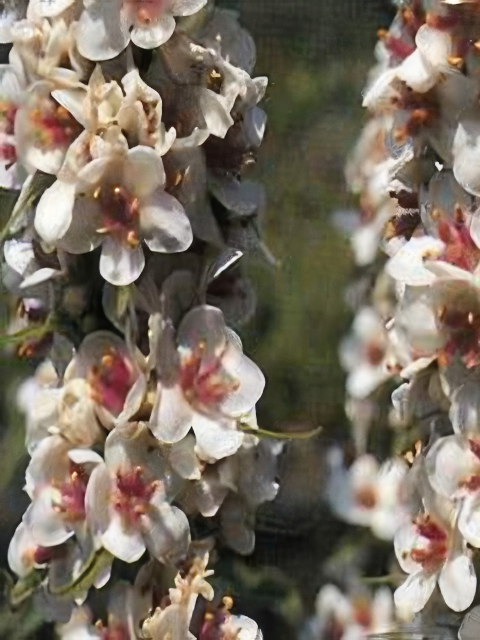 Verbascum chaixii Wedding Candles