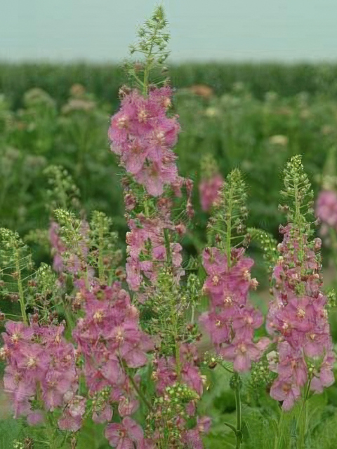 Verbascum phoeniceum Antique Rose