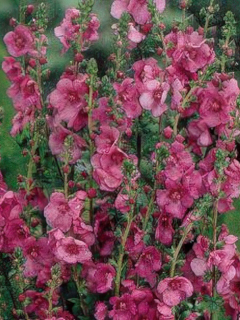 VERBASCUM PHOENICEUM